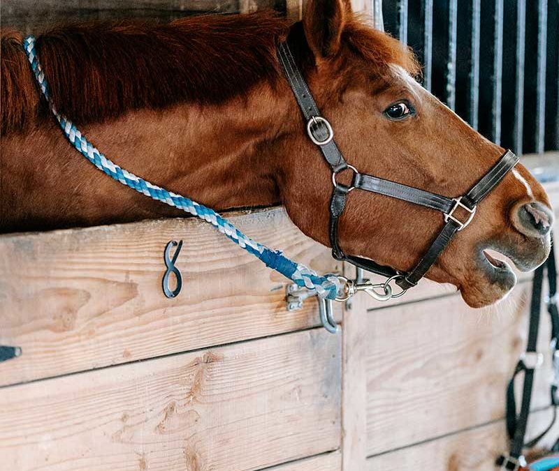 Aicra Italia, cavallo razza Azteca